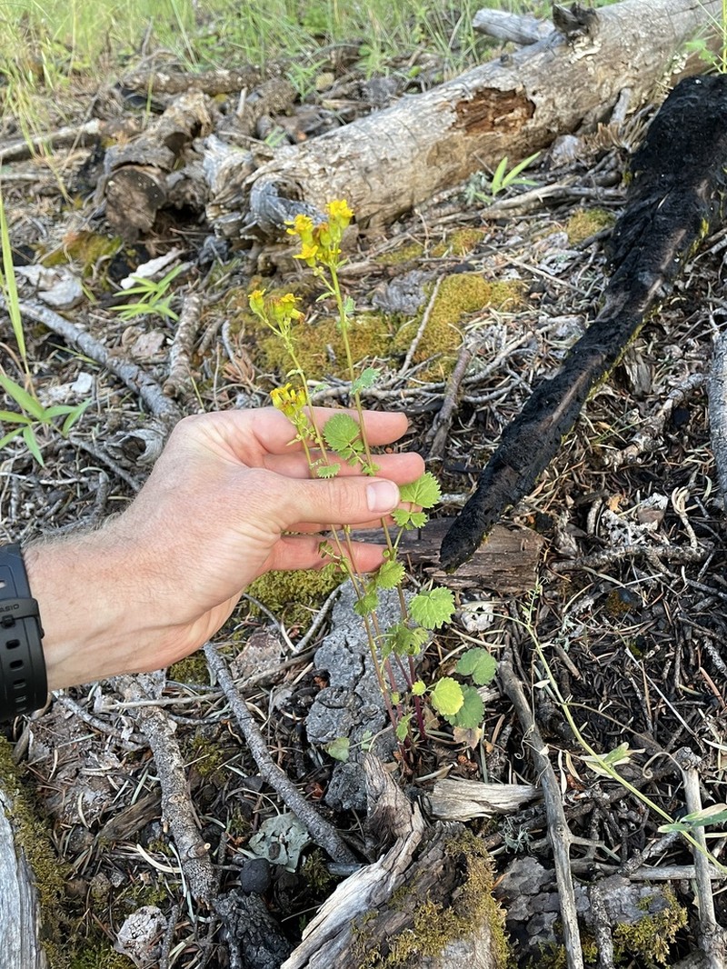 Burnet Ragwort photo 7