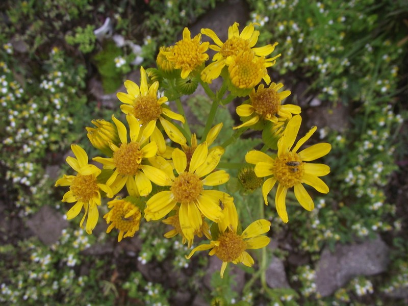Packera scalaris photo 3