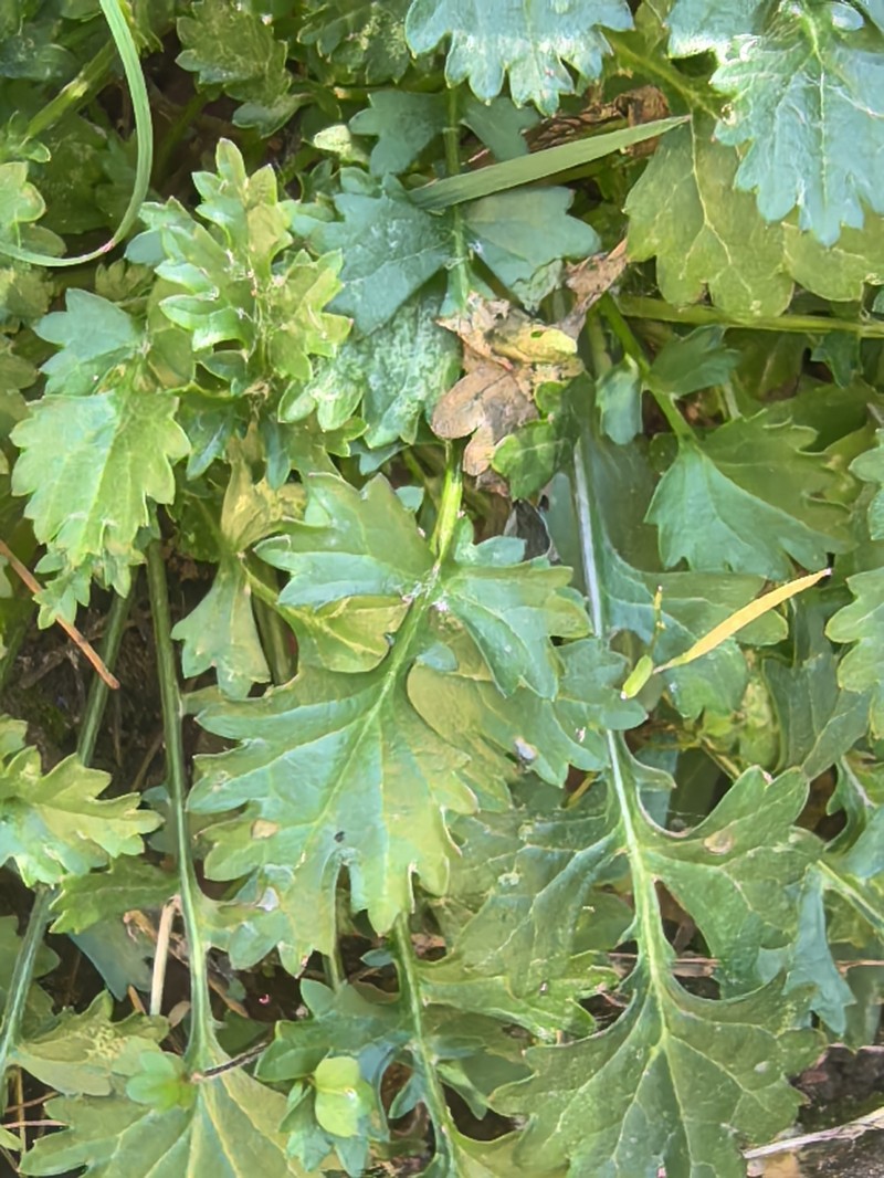 Packera scalaris photo 5