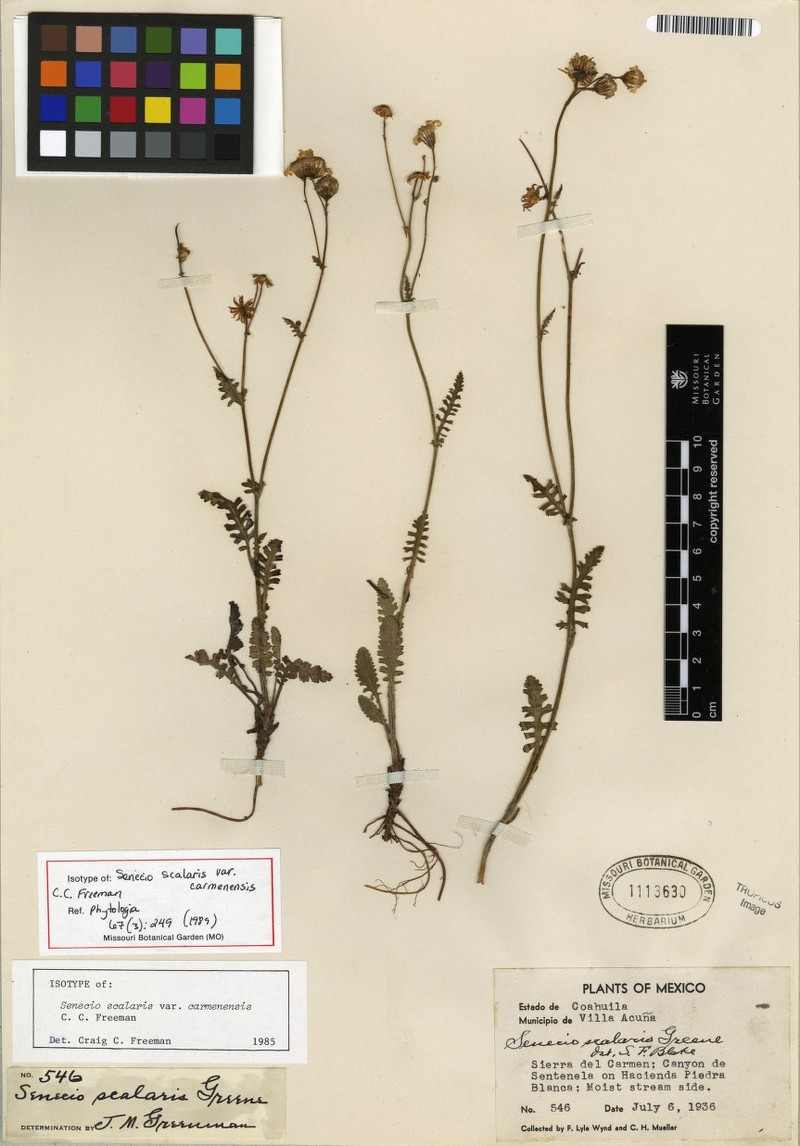 Packera scalaris var. carmenensis