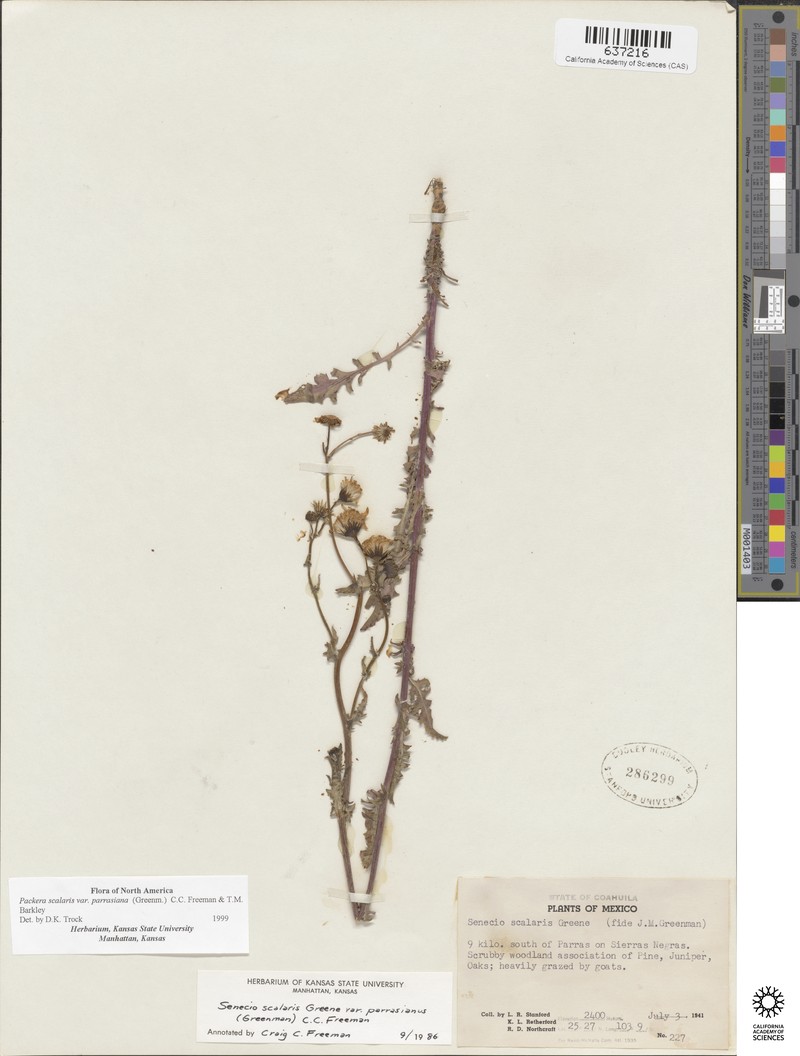 Packera scalaris var. parrasiana