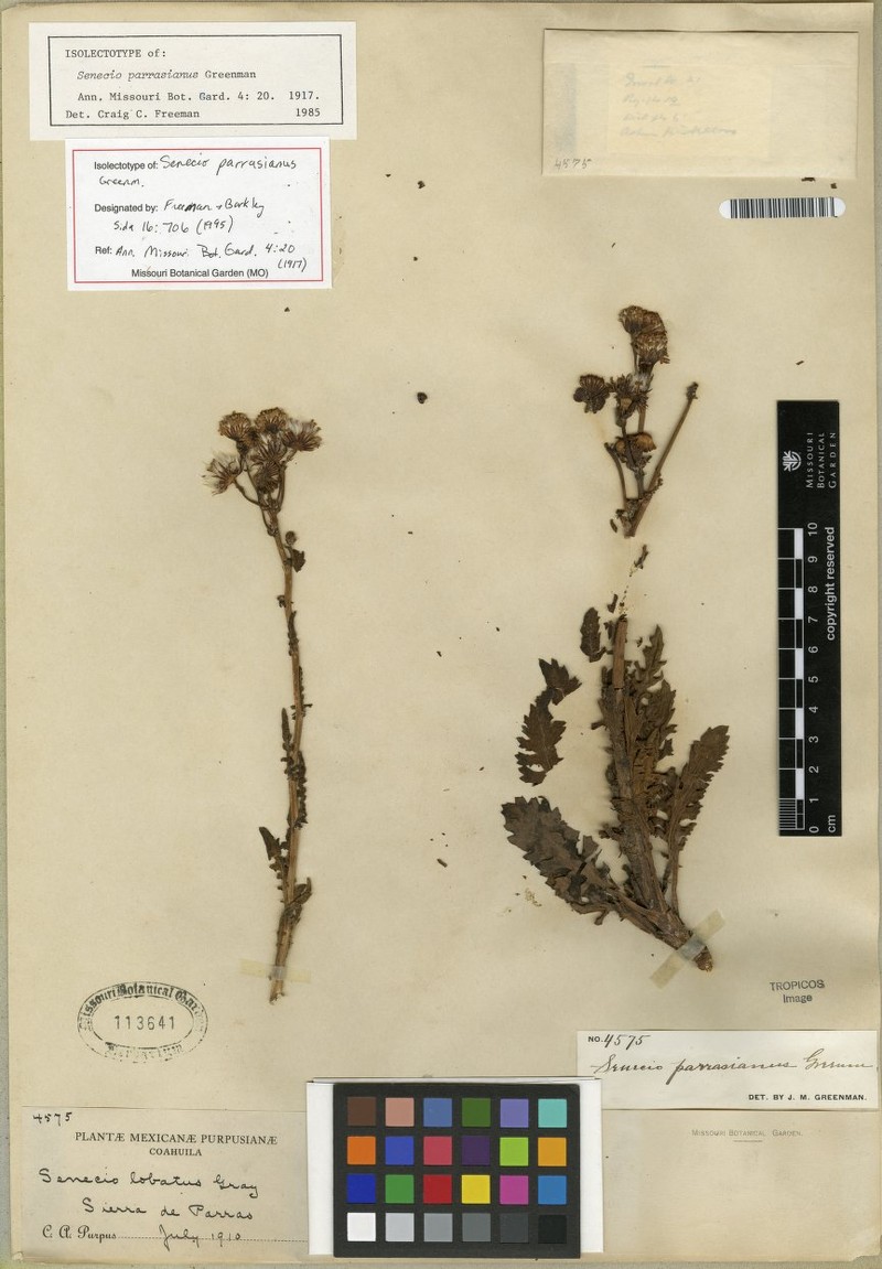Packera scalaris var. parrasiana photo 2