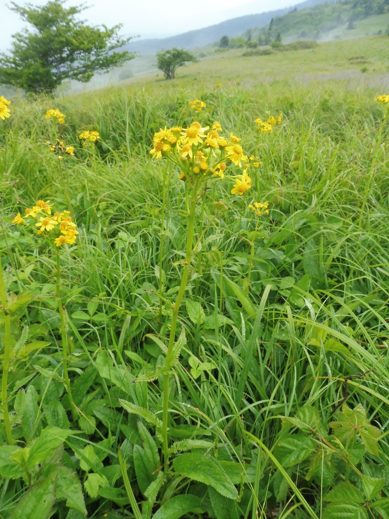 Schweinitz's Ragwort