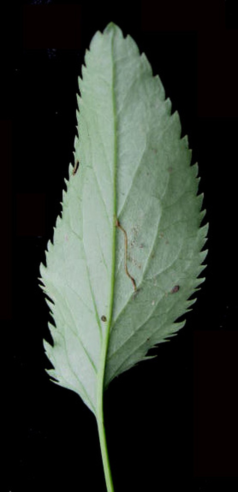 Schweinitz's Ragwort photo 5