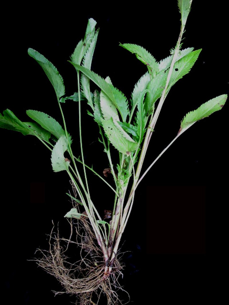 Schweinitz's Ragwort photo 6