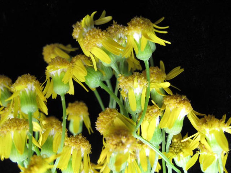 Schweinitz's Ragwort photo 7