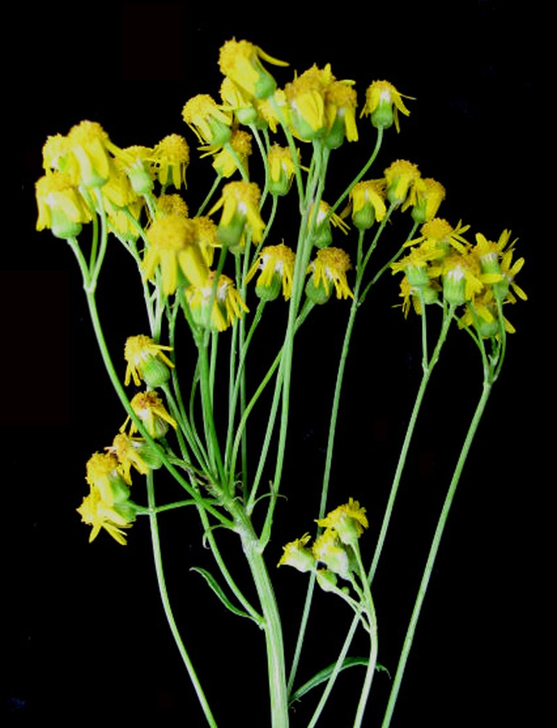 Schweinitz's Ragwort photo 8