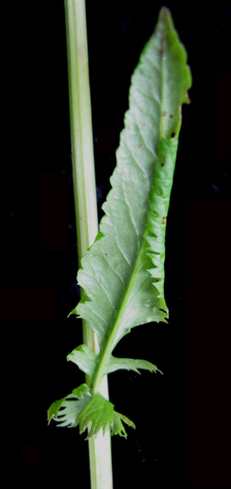 Schweinitz's Ragwort photo 3