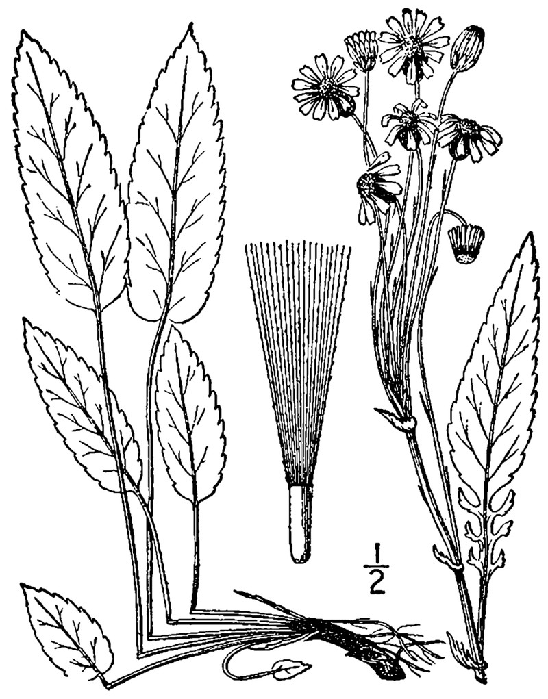 Schweinitz's Ragwort photo 4