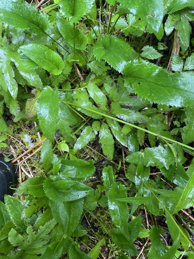 Schweinitz's Ragwort photo 3
