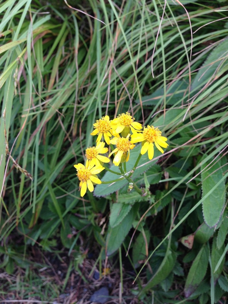 Schweinitz's Ragwort photo 4