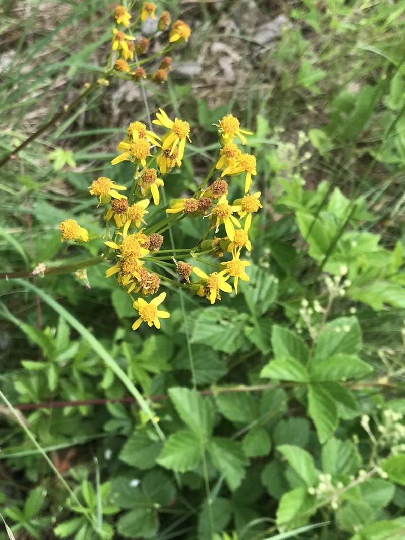 Schweinitz's Ragwort photo 5