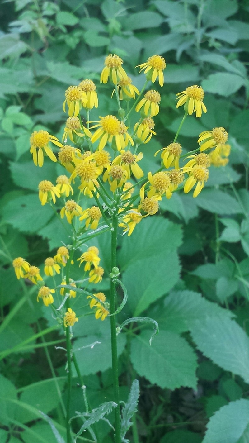 Schweinitz's Ragwort photo 6