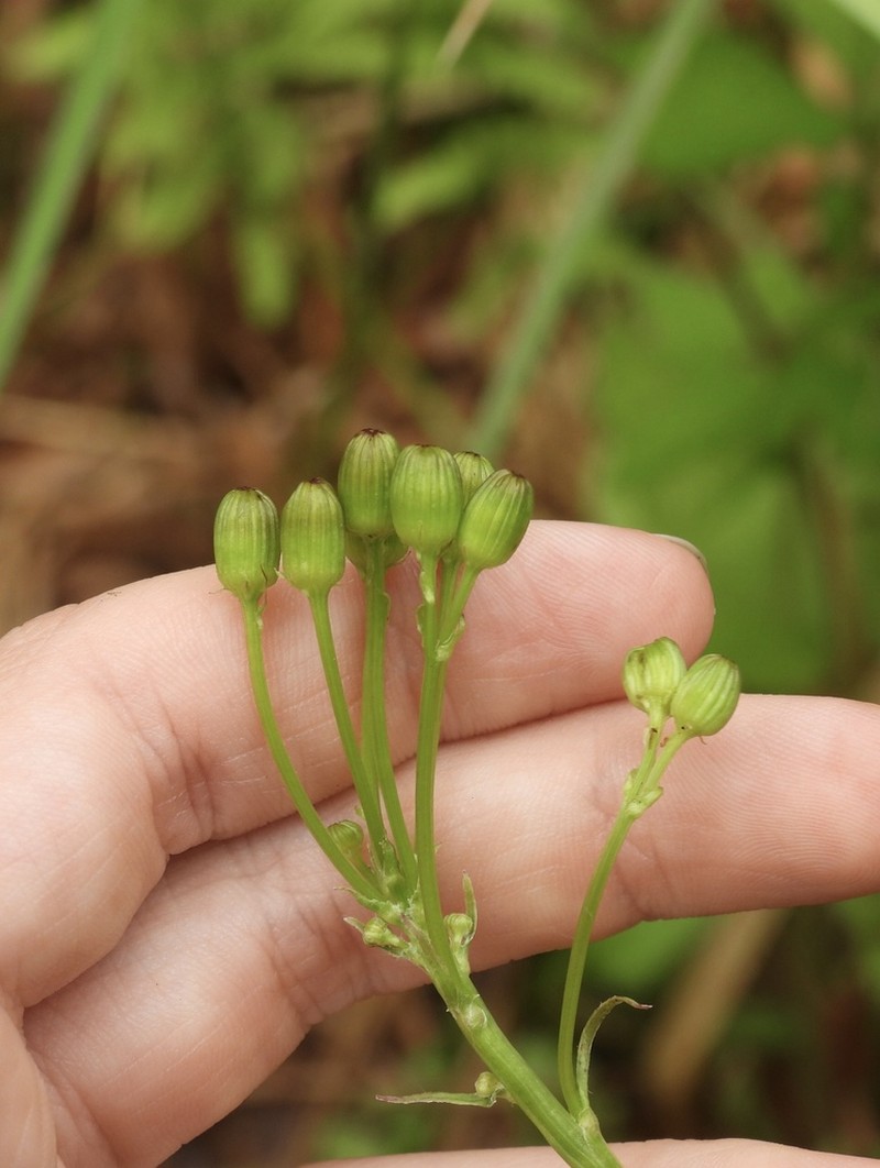 Schweinitz's Ragwort photo 7