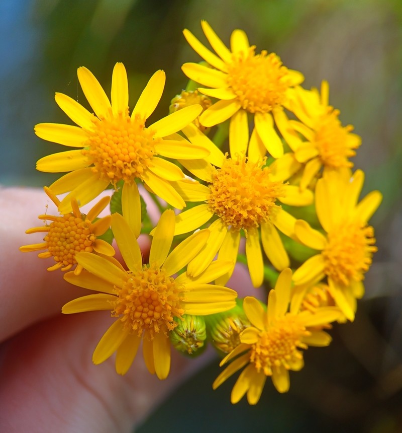 Schweinitz's Ragwort photo 8