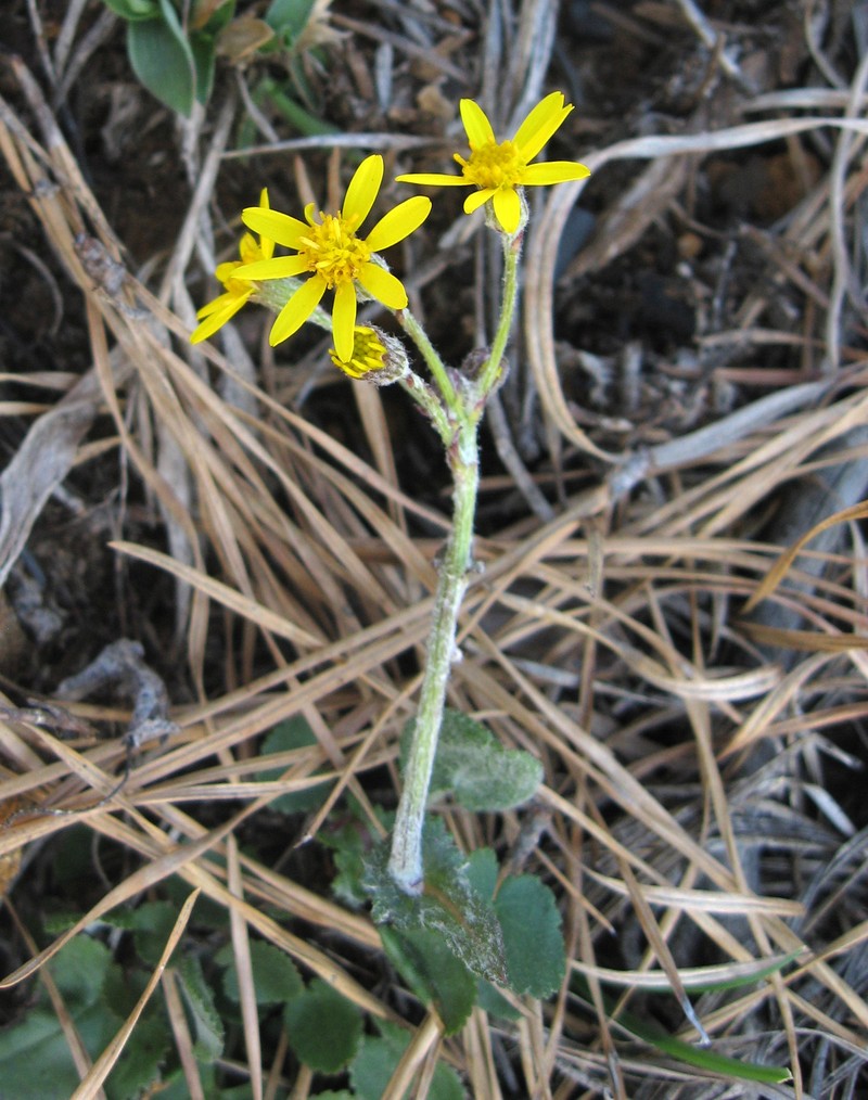 Serpentine Ragwort