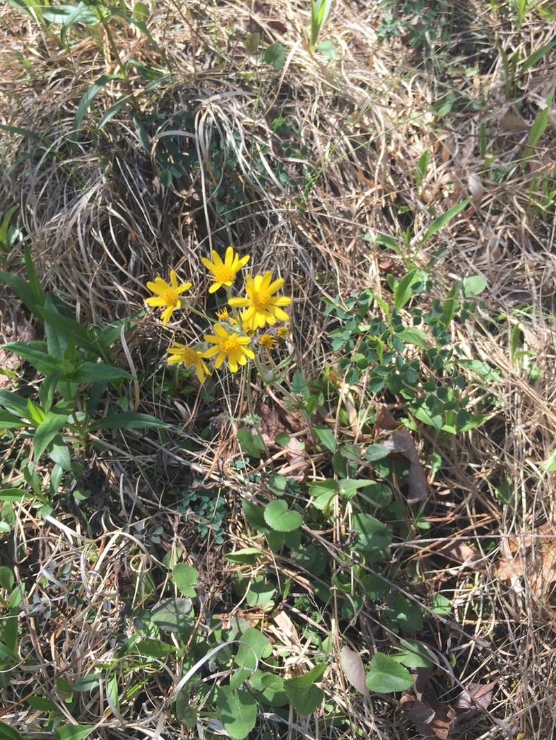 Serpentine Ragwort photo 2