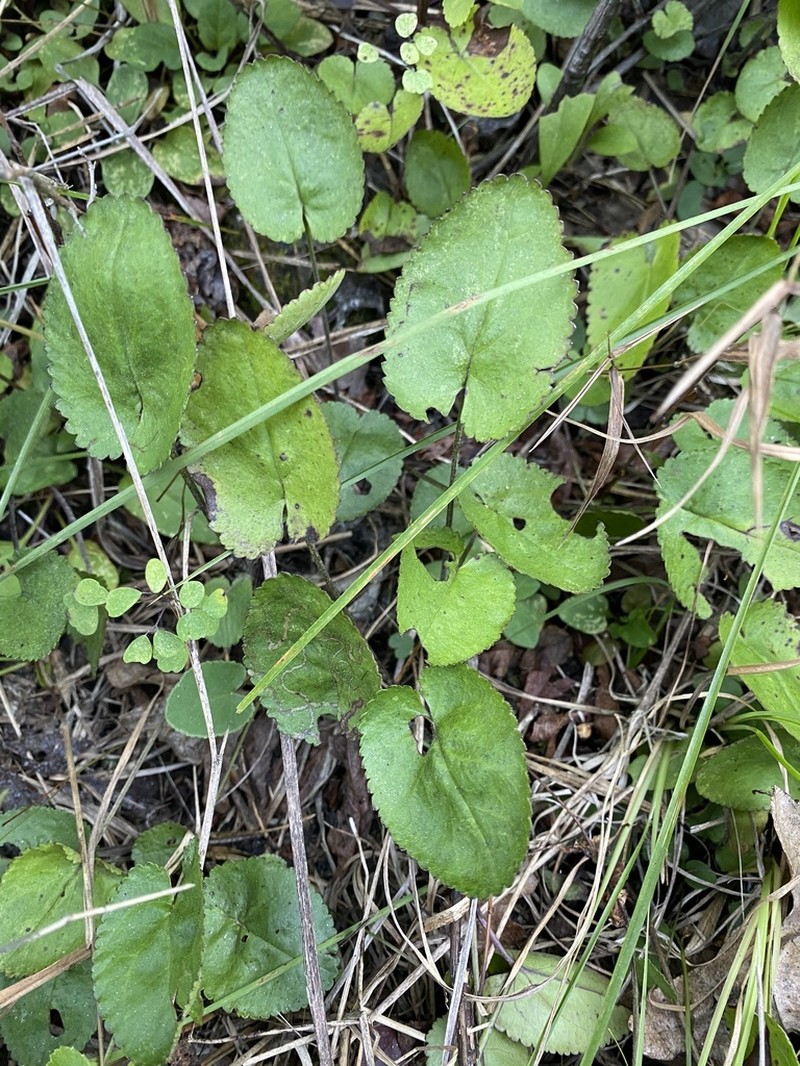 Serpentine Ragwort photo 3