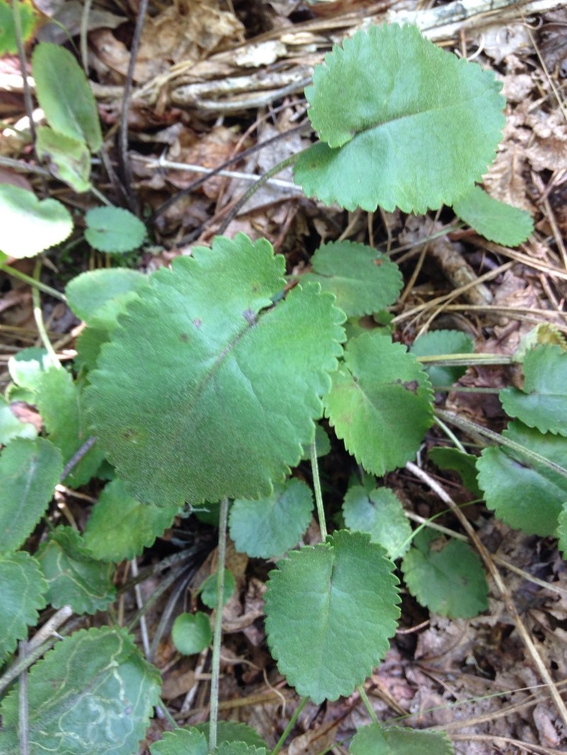 Serpentine Ragwort photo 4