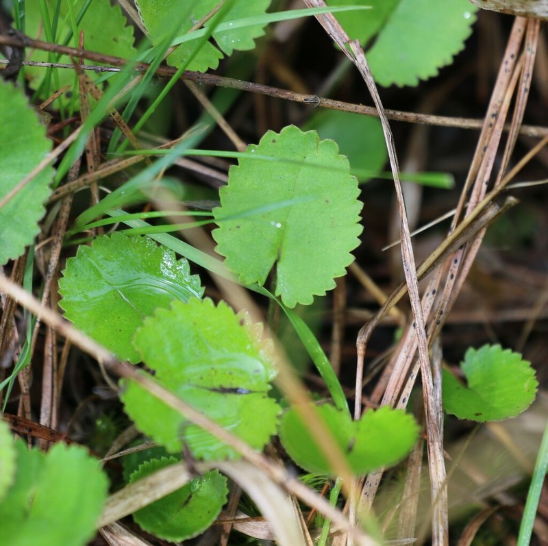 Serpentine Ragwort photo 5