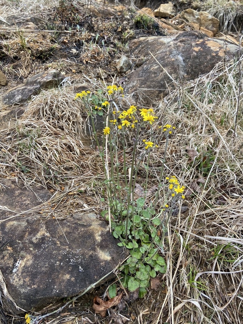 Serpentine Ragwort photo 6