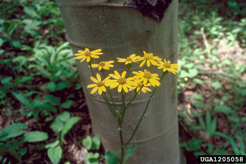 Rocky Mountain Groundsel