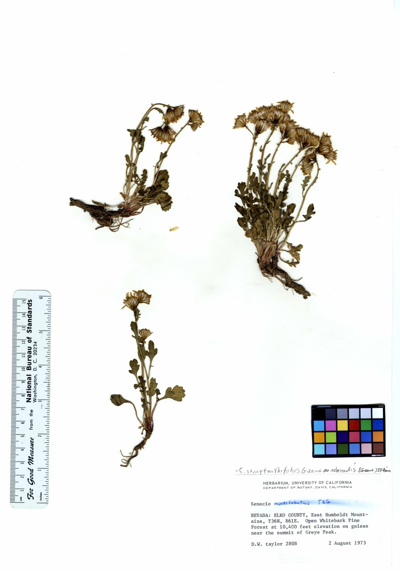 Rocky Mountain Groundsel photo 2