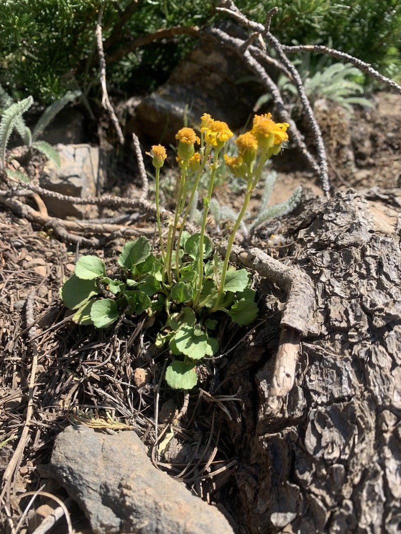 Rocky Mountain Groundsel photo 3