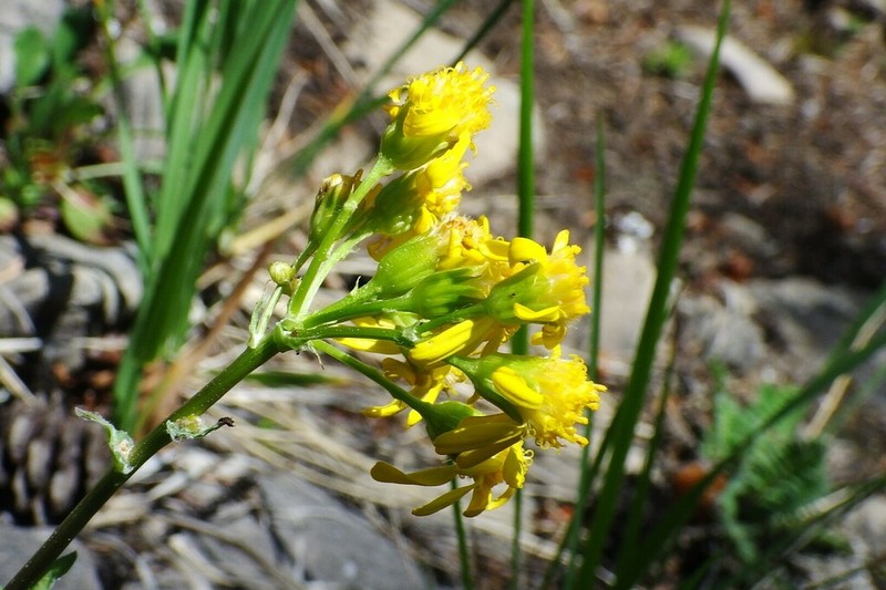 Rocky Mountain Groundsel photo 4