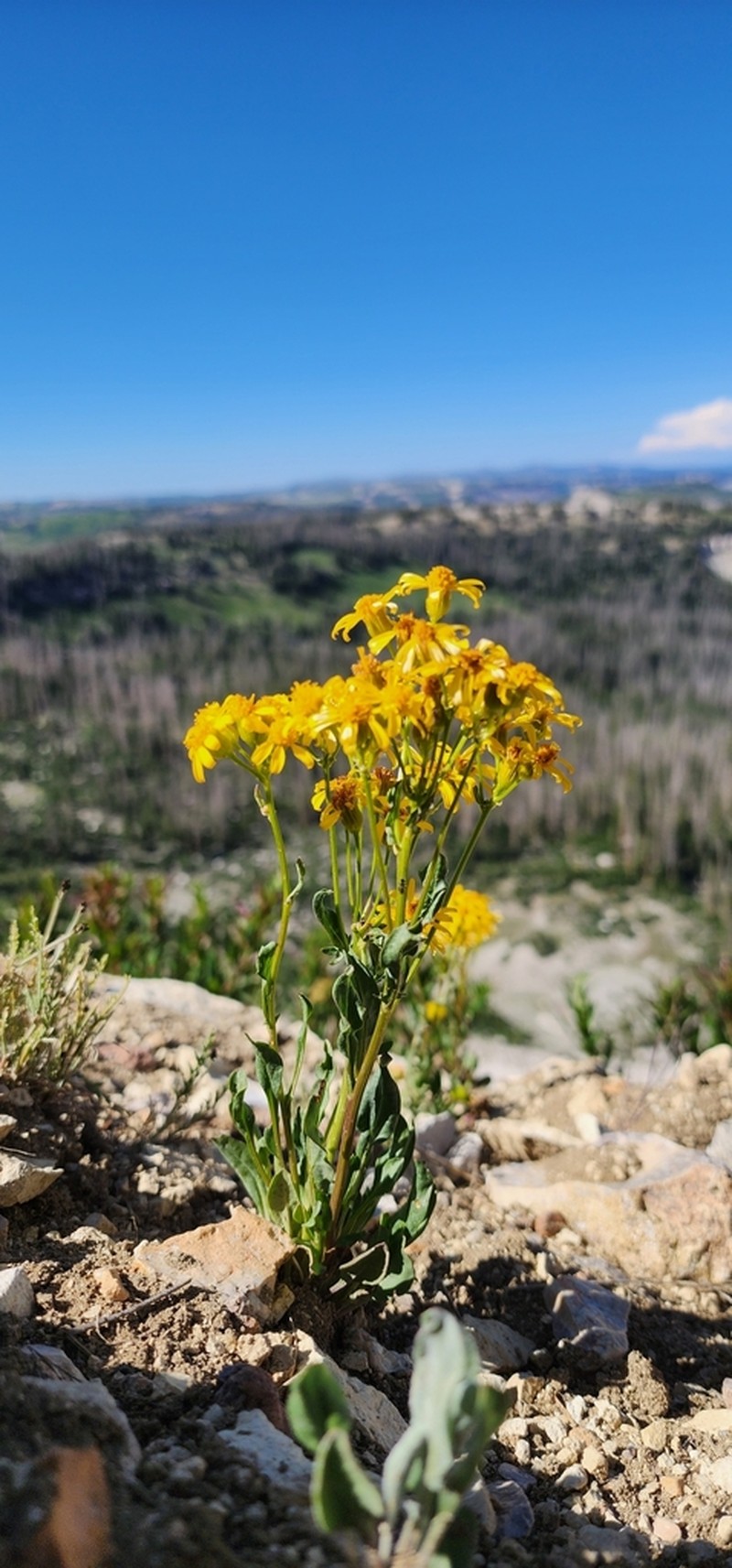Rocky Mountain Groundsel photo 5