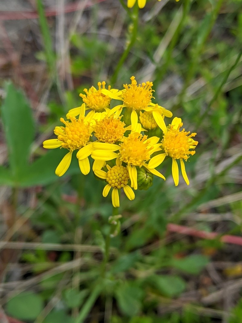 Rocky Mountain Groundsel photo 6