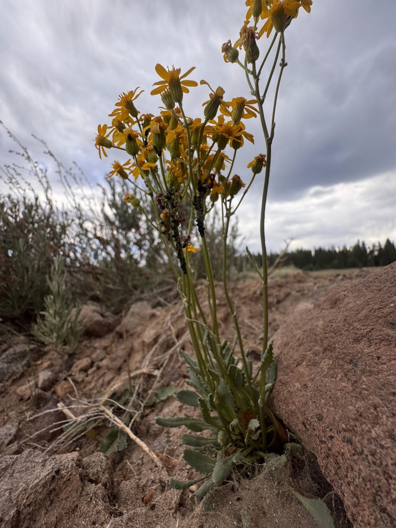 Rocky Mountain Groundsel photo 7