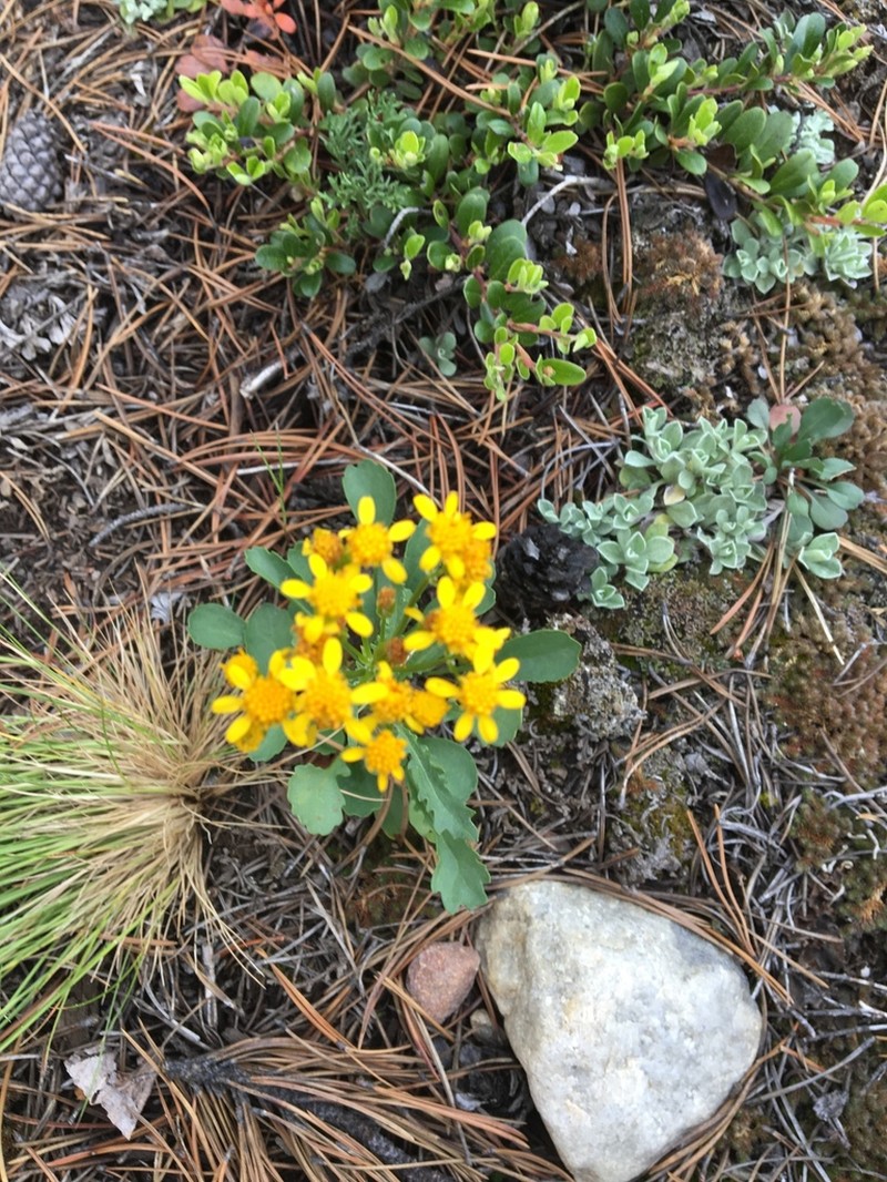 Rocky Mountain Groundsel photo 8