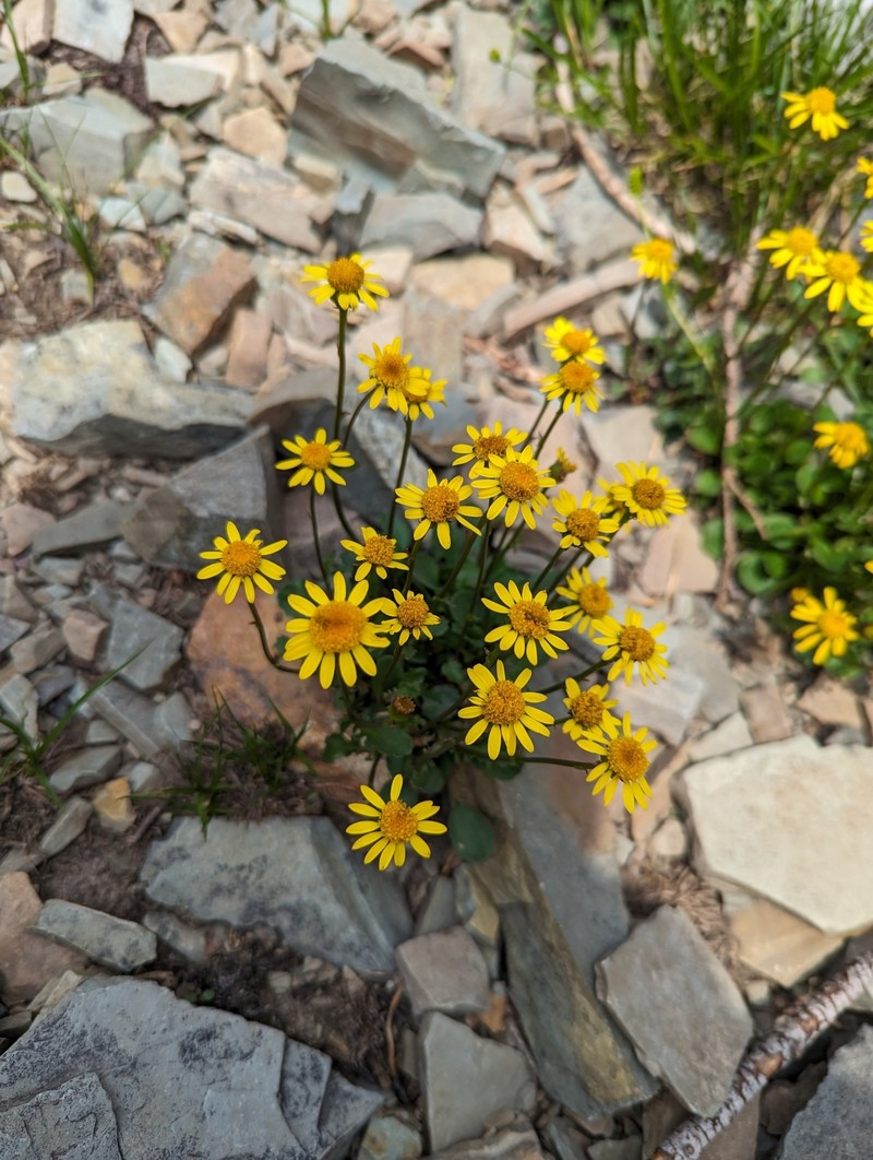 Buek's Groundsel