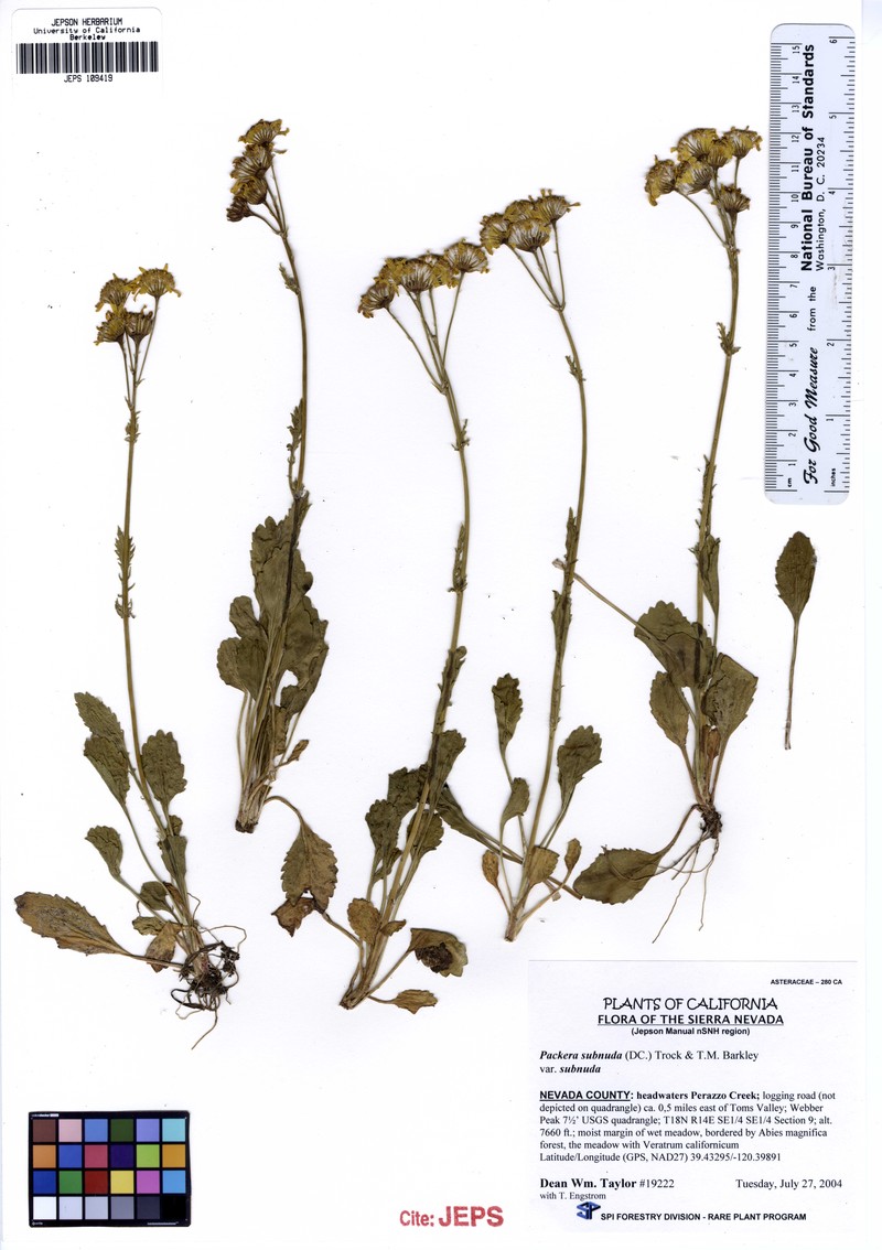 Buek's Groundsel photo 2