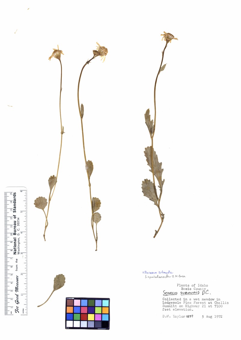 Buek's Groundsel photo 3