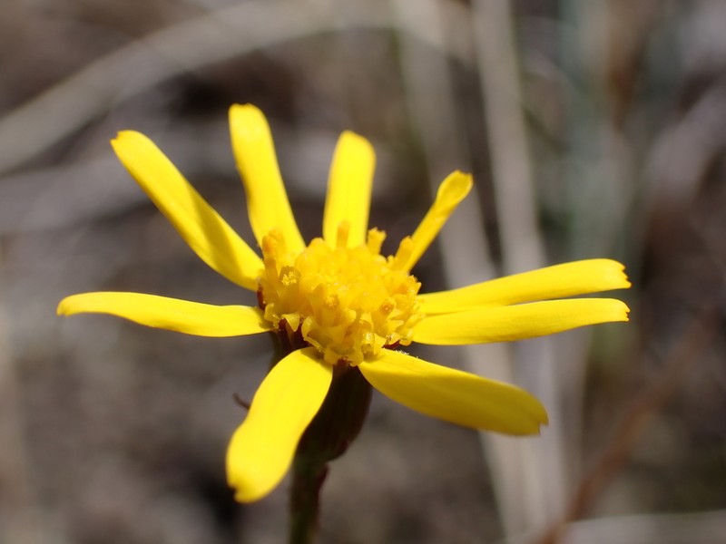 Buek's Groundsel photo 2