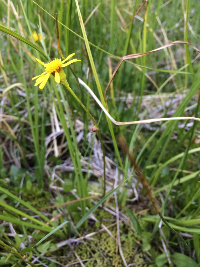 Buek's Groundsel photo 3