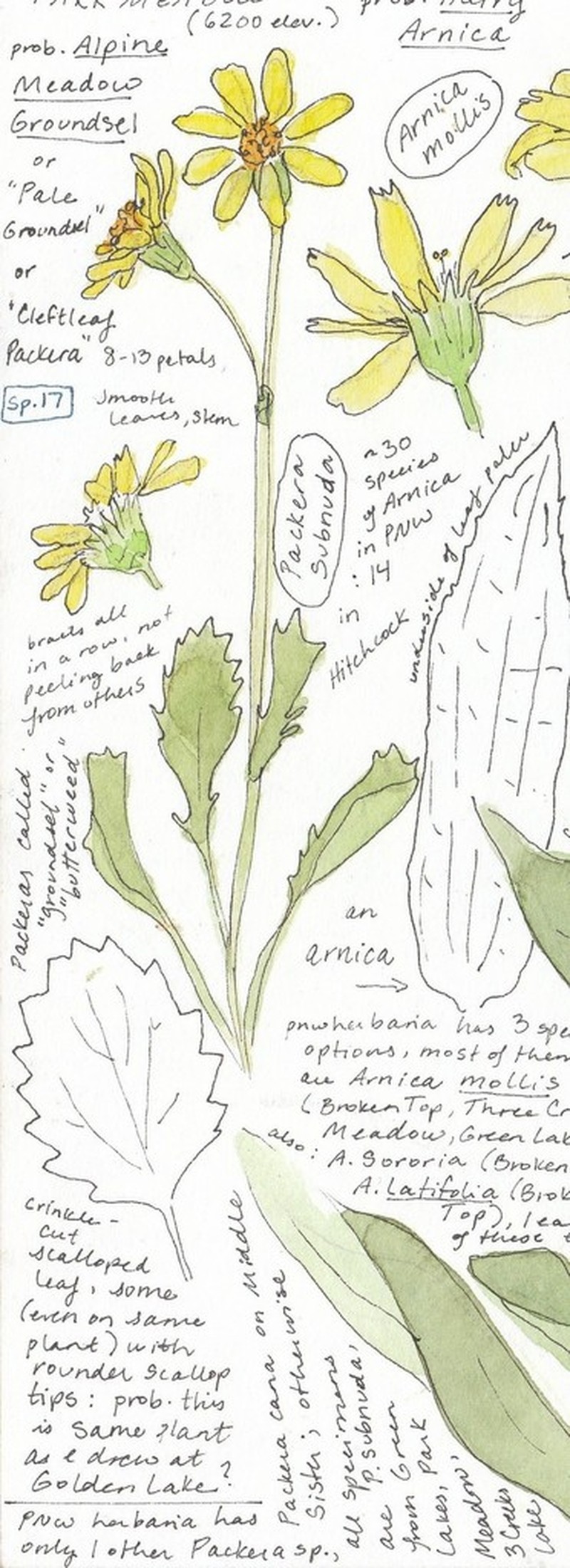 Buek's Groundsel photo 4