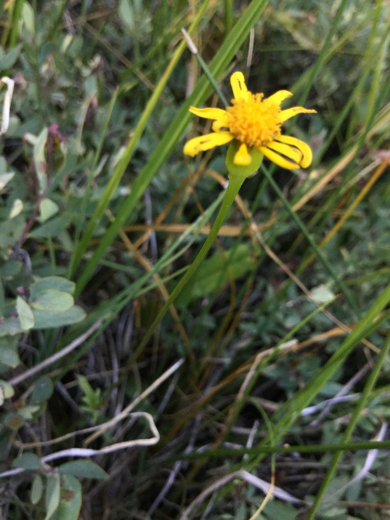 Buek's Groundsel photo 5
