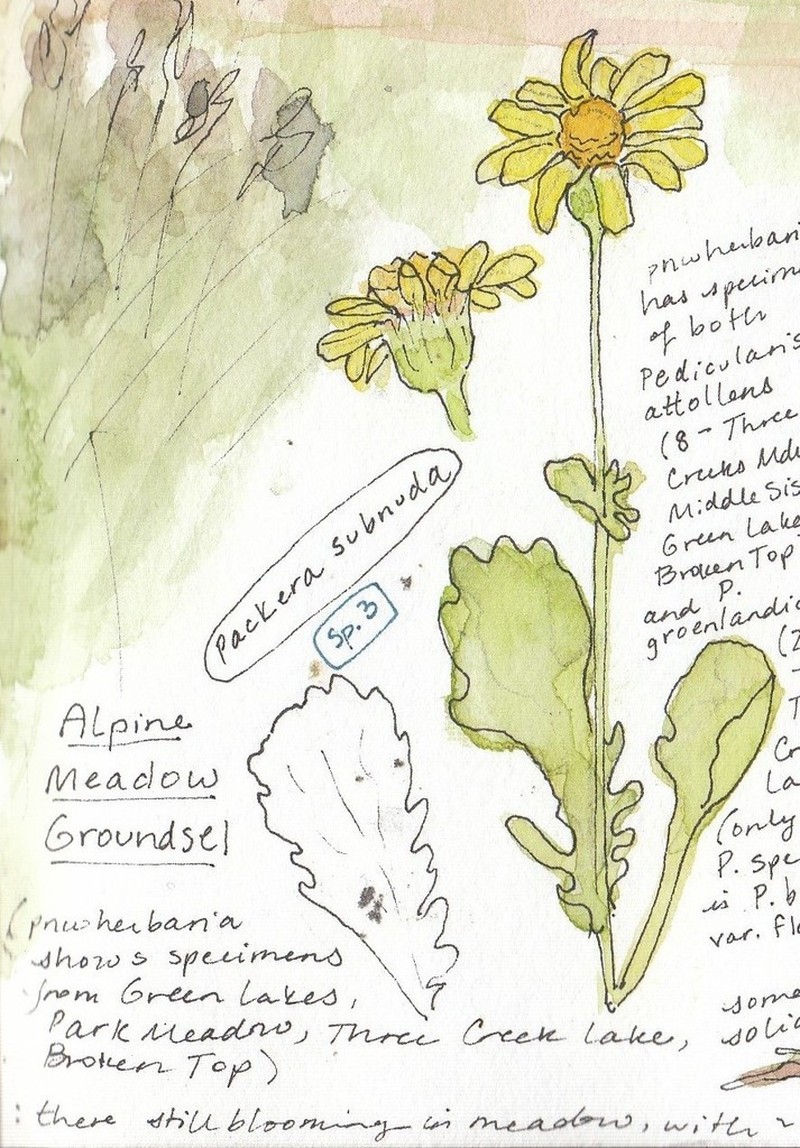 Buek's Groundsel photo 7