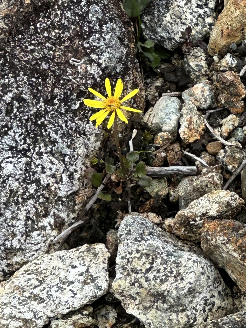 Cleftleaf Ragwort photo 2