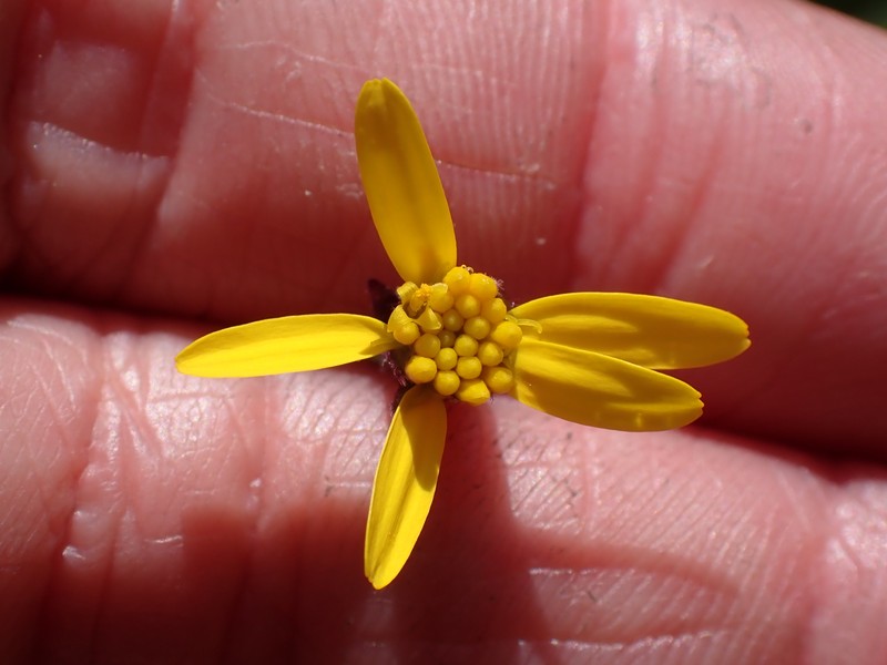 Cleftleaf Ragwort photo 3