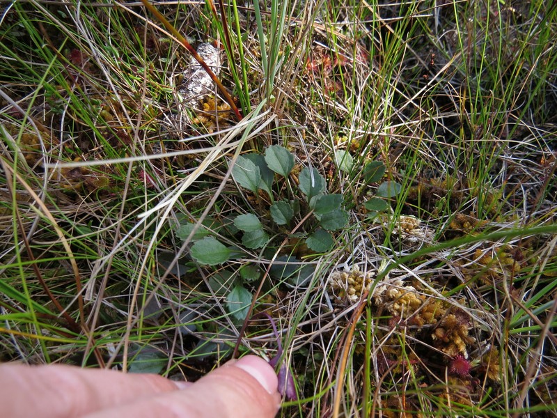 Cleftleaf Ragwort photo 4