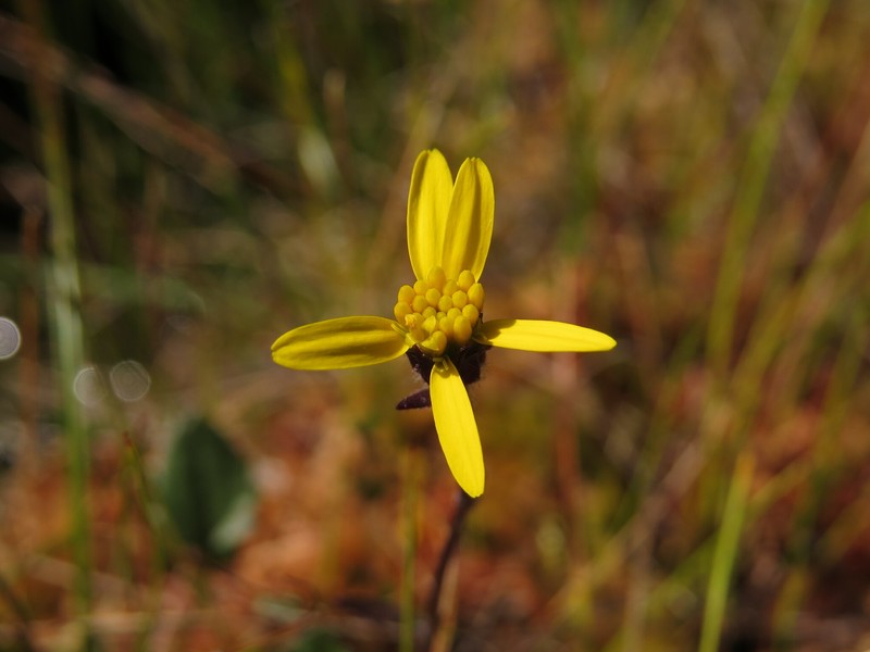 Cleftleaf Ragwort photo 5