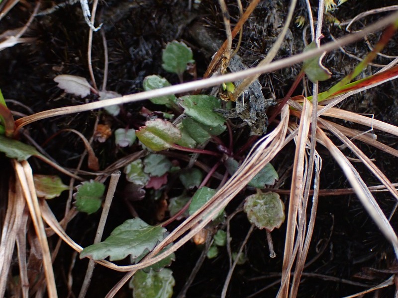 Cleftleaf Ragwort photo 6