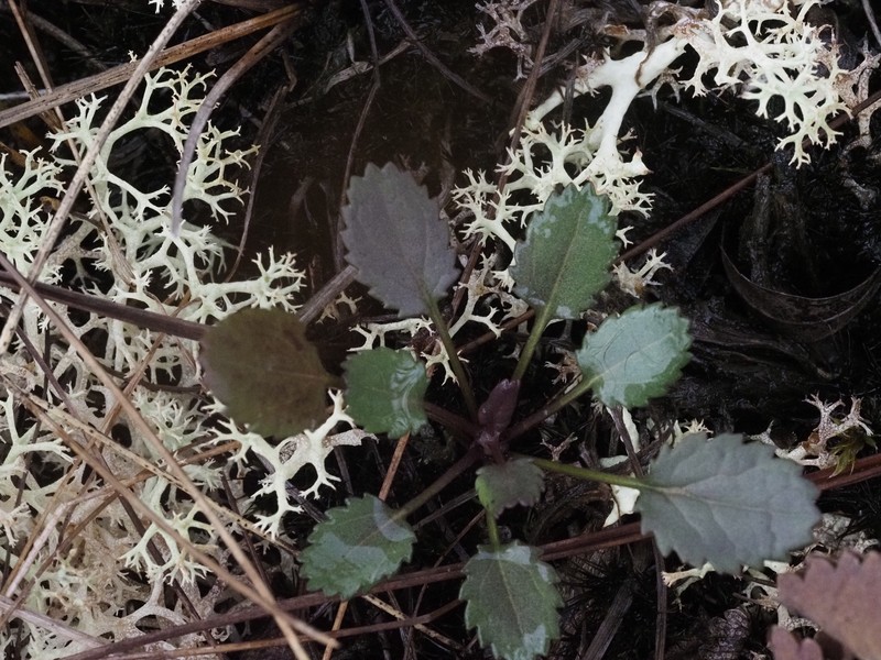 Cleftleaf Ragwort photo 7