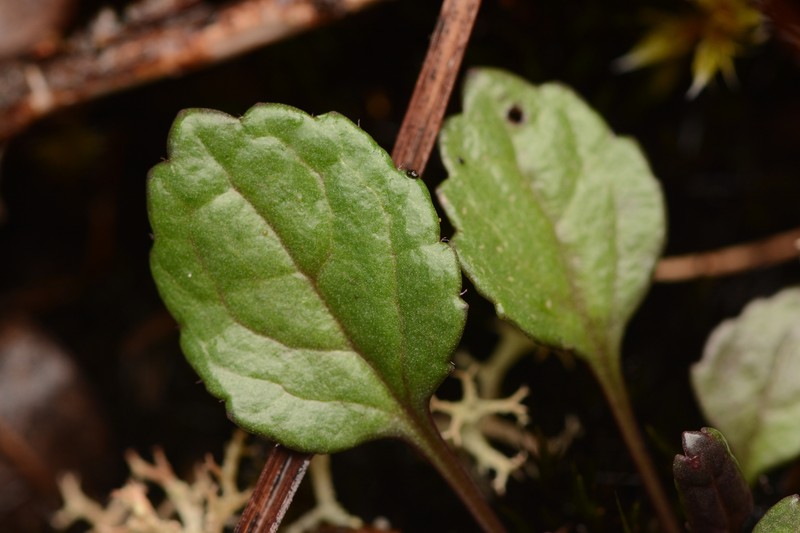 Cleftleaf Ragwort photo 8