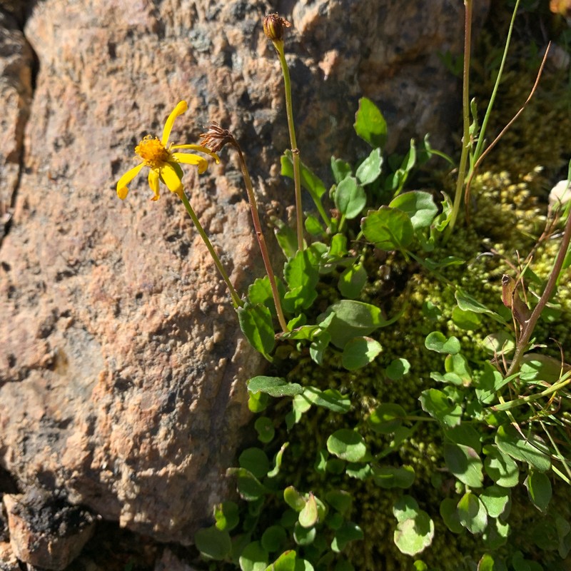 Packera subnuda var. subnuda