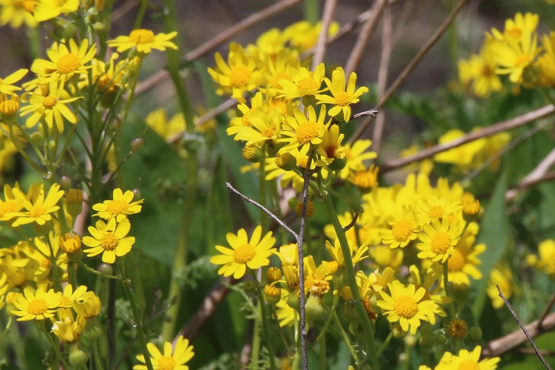 Great Plains Ragwort